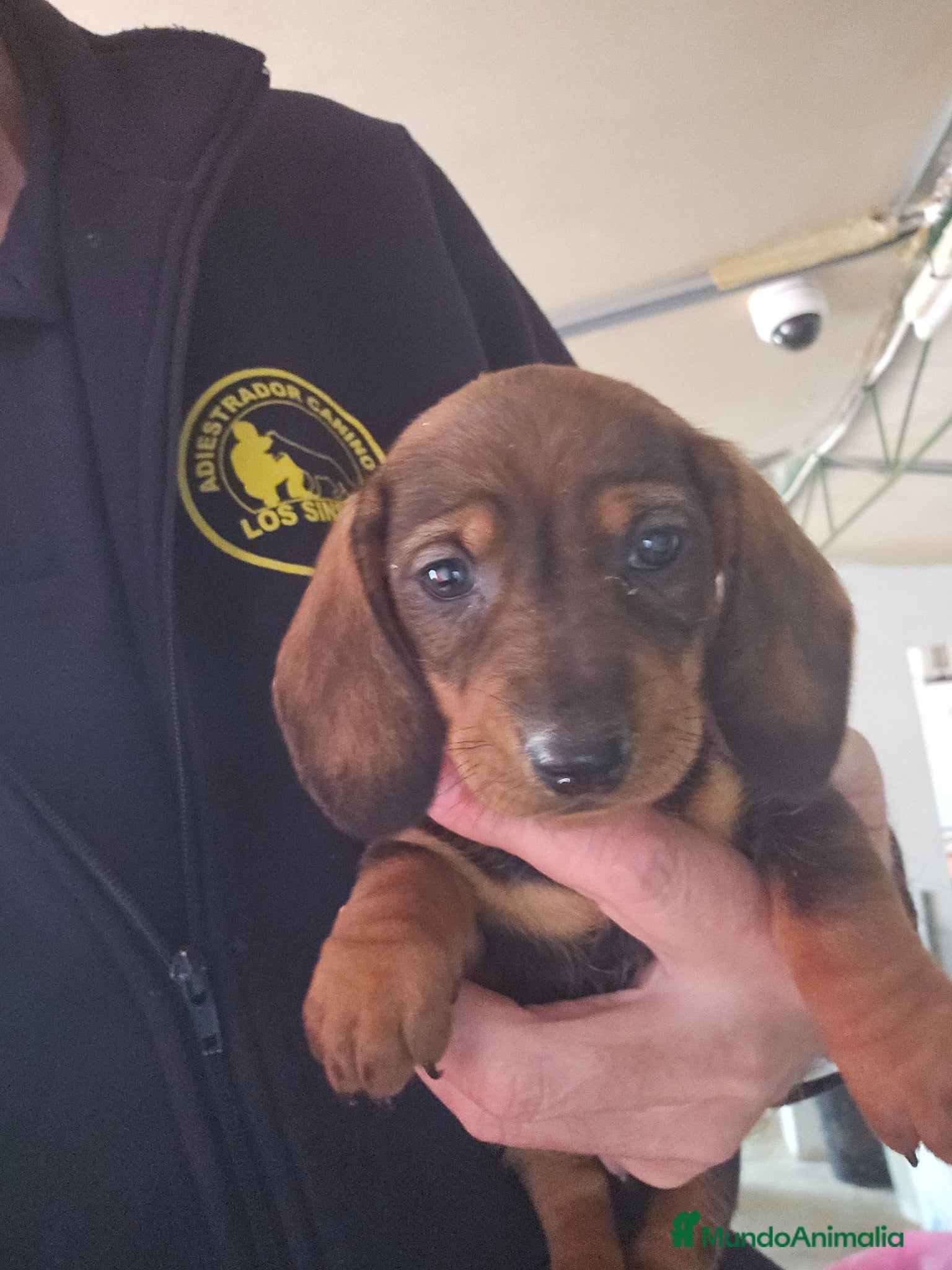 Teckel perros Cachorritos de teckel  - Anuncio 3