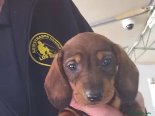 Teckel perros Cachorritos de teckel - Anuncio 3