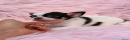 Chihuahua perros en venta: Hembra chihuahua 🐾 - Anuncio 4