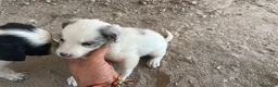 Border Collie perros en venta: Border collies de excelente calidad  - Anuncio 3