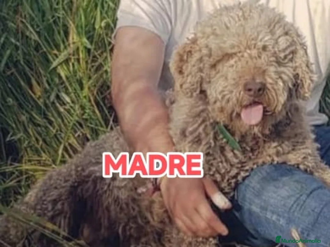Perro de Agua Español perros en venta: Perros de agua de calidad  - Anuncio 6
