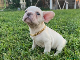 Bulldog Francés perros en Madrid - Anuncio 12