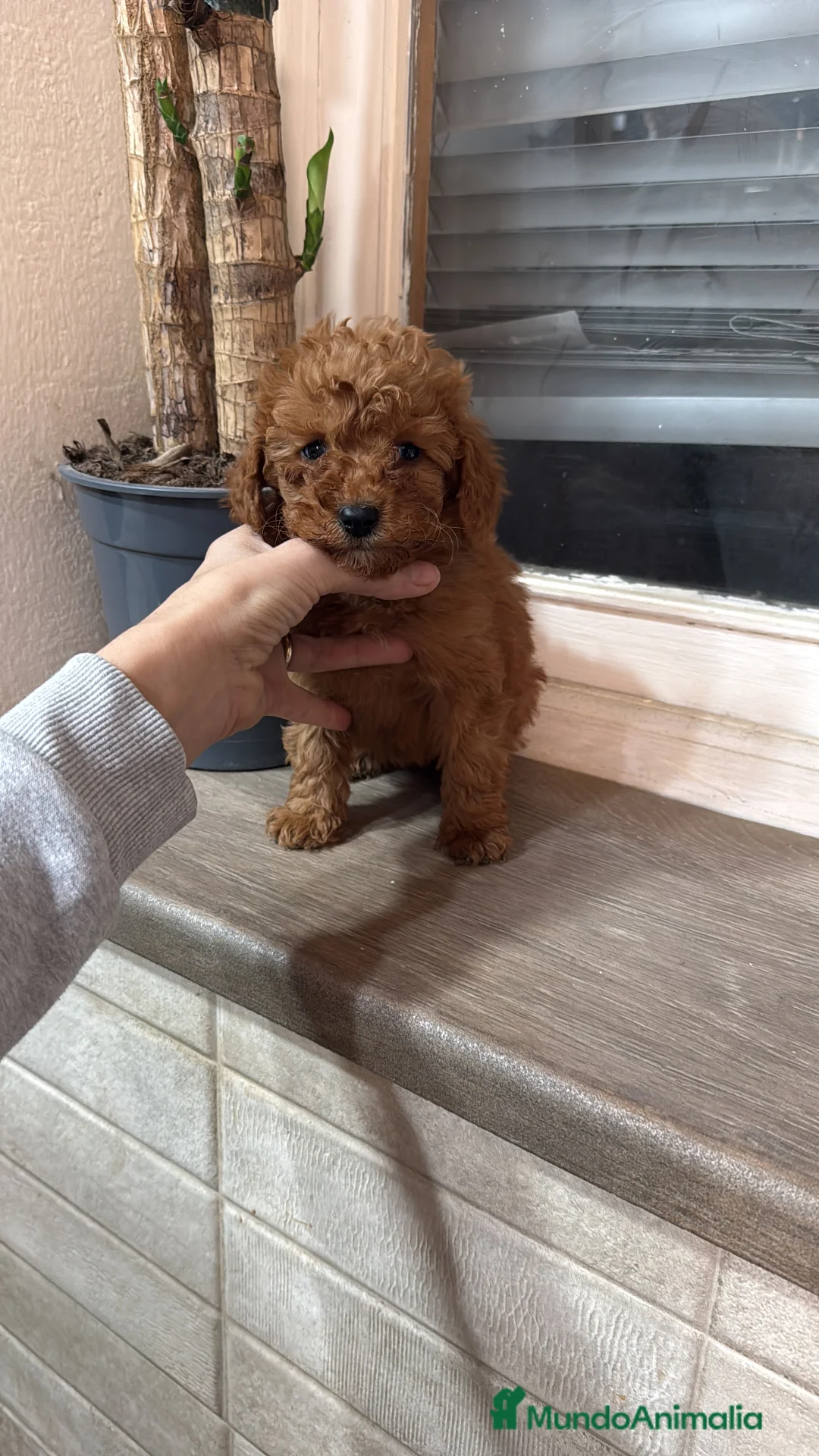 Caniche Toy perros en venta: Caniche Toy - Anuncio 2