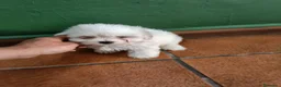 Bichón Maltés perros en venta: Bichón maltes Toy  - Anuncio 3