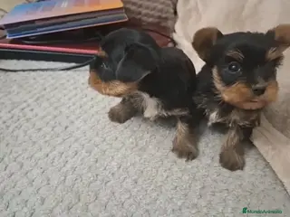 Yorkshire Terrier perros Espectaculares Yorkshire toys disponibles - Anuncio 1