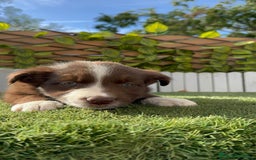 Border Collie perros en venta: BORDER COLLIE HEMBRA CHOCOLATE - Imagen 18
