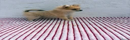 Pomerania perros en venta: Pomerania mini toy  - Anuncio 7