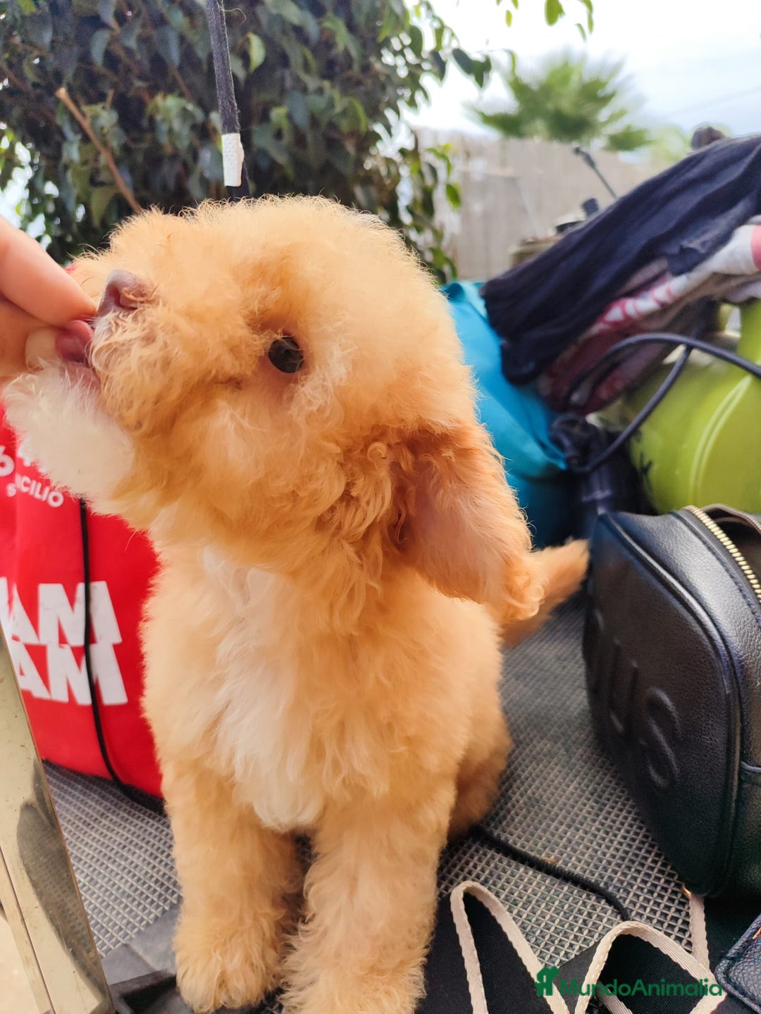 Caniche Toy perros en venta: Caniche Toy - Imagen 6