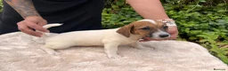 Jack Russell Terrier perros en venta: Jack Russell 500€ precio real  - Anuncio 8