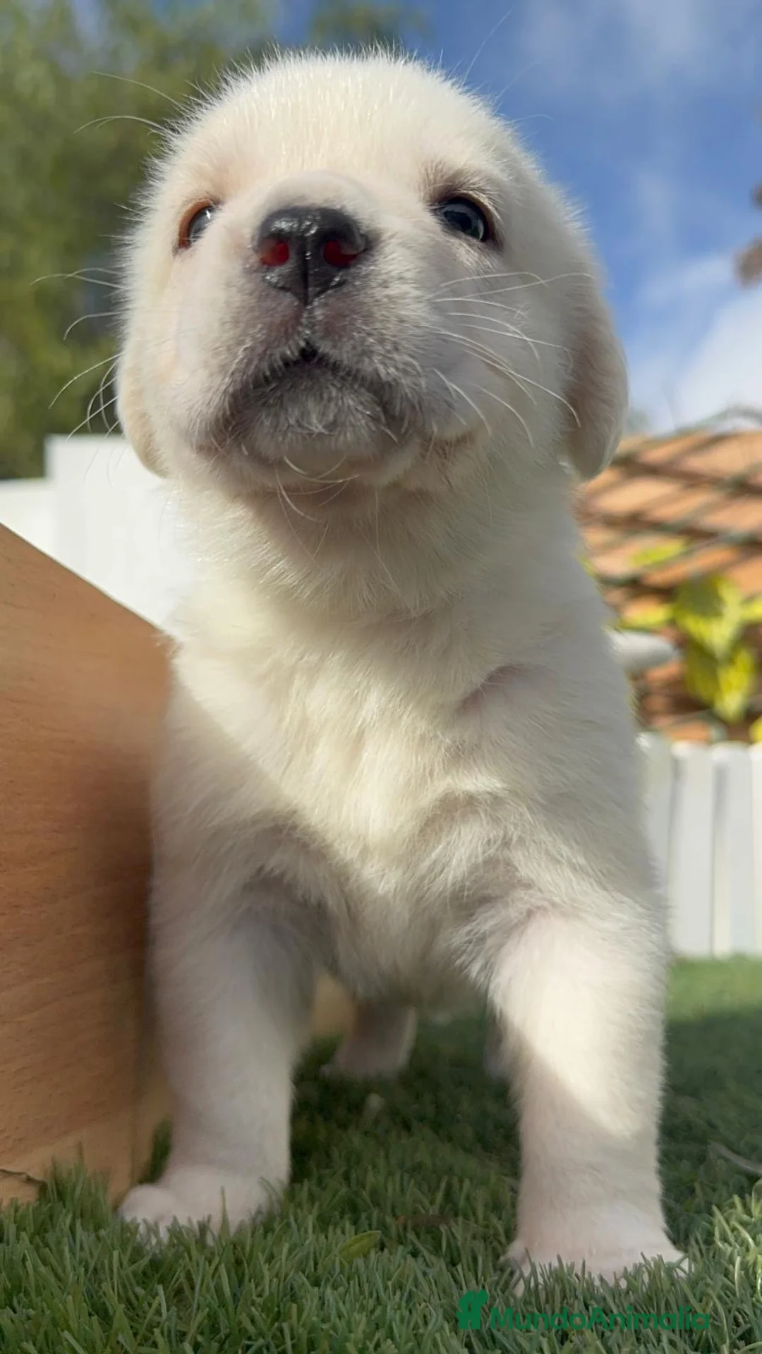 Mastín Español perros en venta: MASTIN ESPAÑOL HEMBRA - Anuncio 15