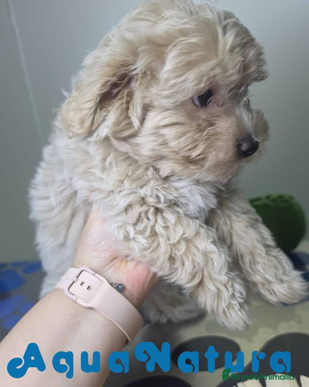 Maltipoo perros Maltipoo Hembra Apricot - Anuncio 1