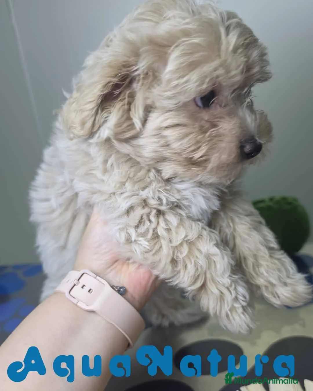 Maltipoo perros en venta: Maltipoo Hembra Apricot - Anuncio 1