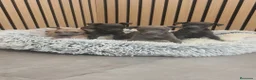 Pequeño Lebrel Italiano perros en venta: Pequeño Lebrel Italiano disponibles para octubre  - Anuncio 6