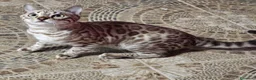 Bengalí gatos en venta: Bengalí Silver  - Anuncio 2