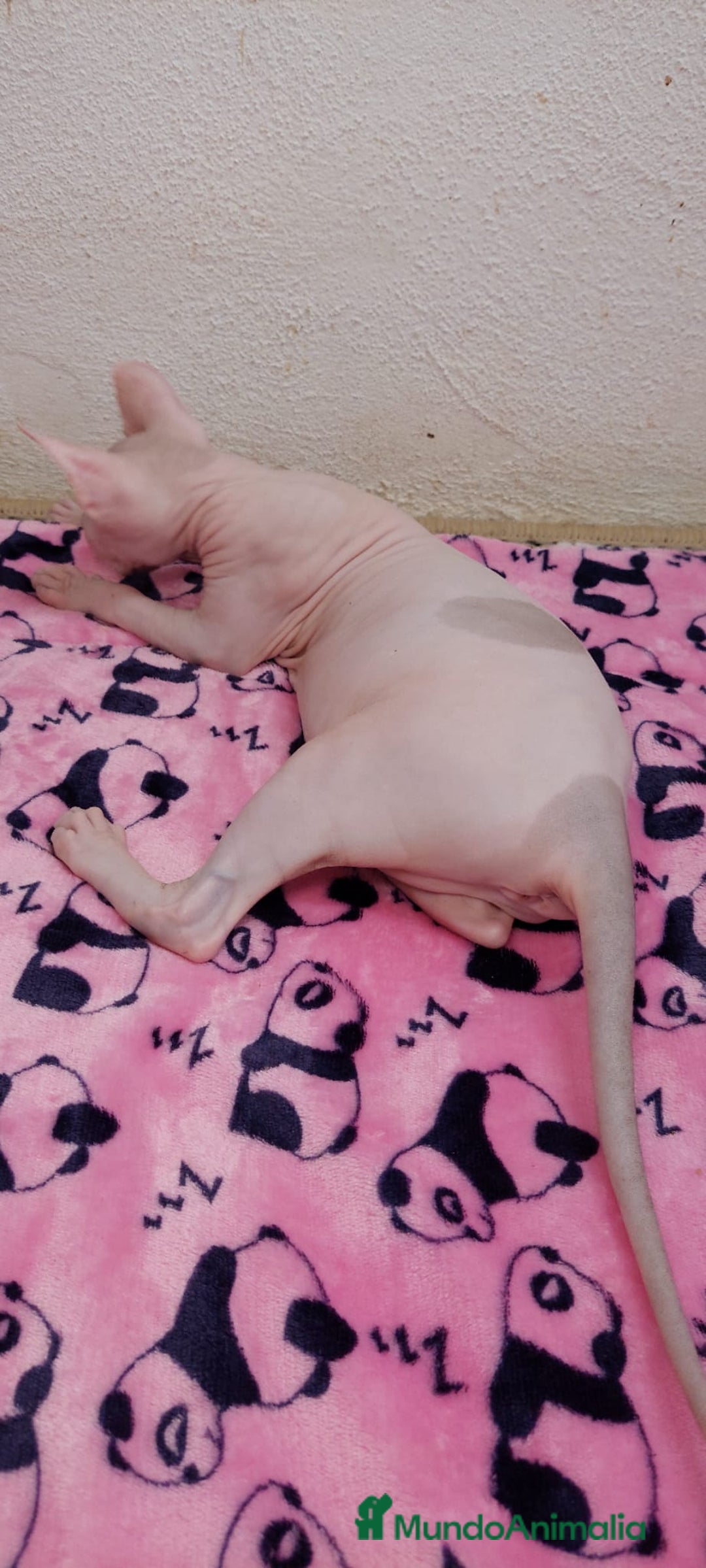 Sphynx gatos en venta: Preciosa hembrita ojos claros  - Imagen 3