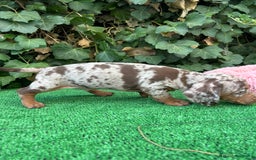 Teckel Miniatura perros en venta: teckel arlequin chocolate  - Imagen 8