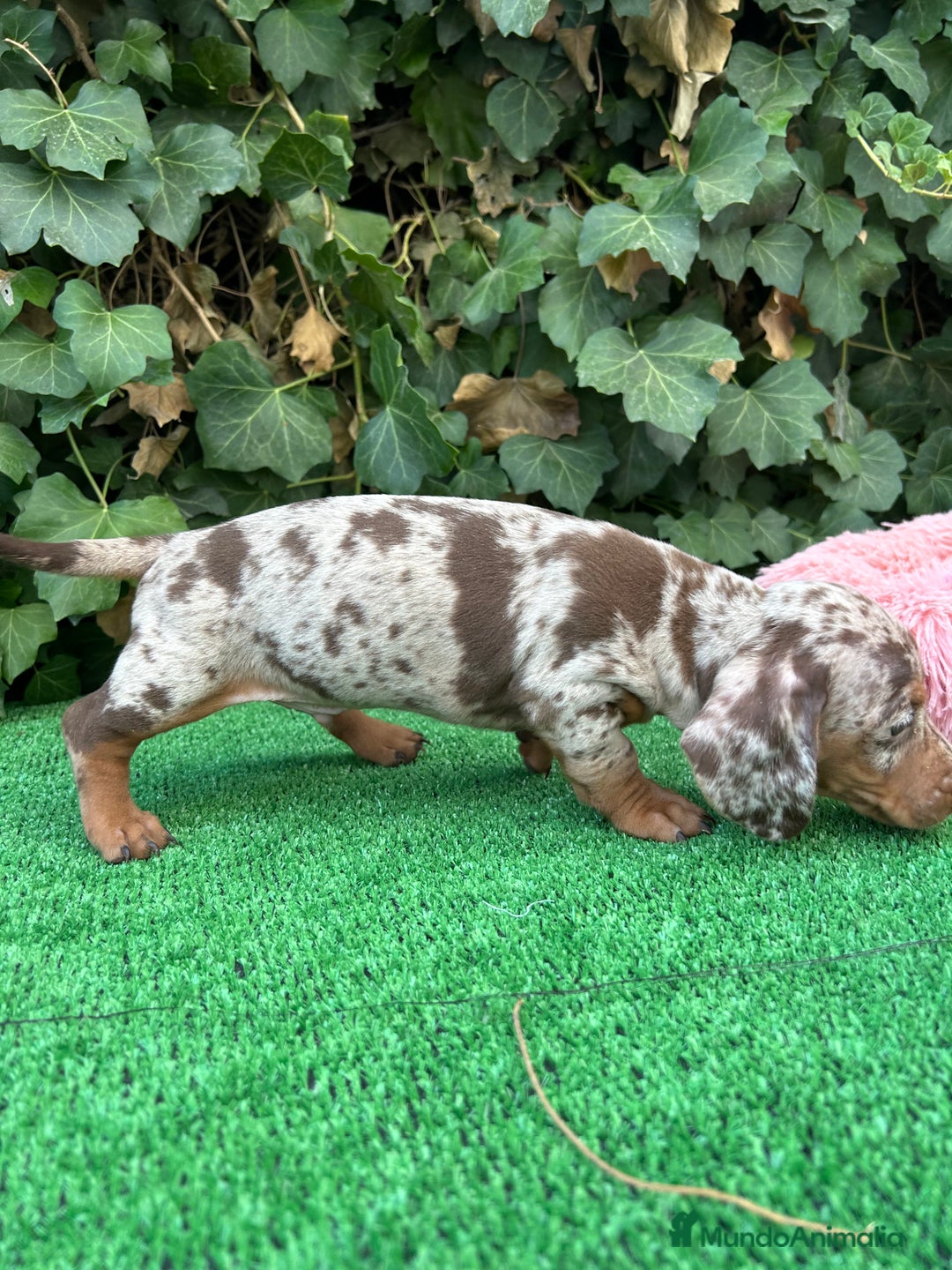 Teckel Miniatura perros en venta: teckel arlequin chocolate  - Imagen 8