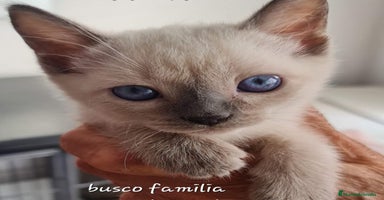 Siamés gatos Siamés  - Anuncio 2