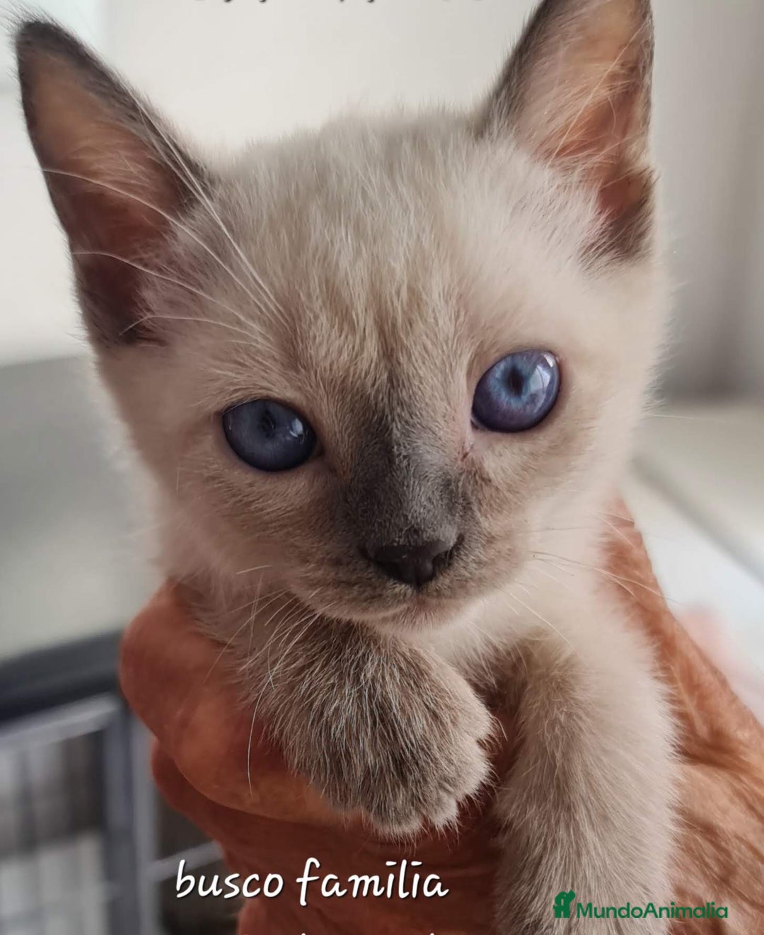 Siamés gatos en venta: Siamés  - Imagen 2