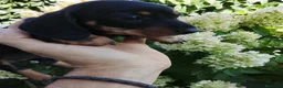 Teckel Miniatura perros en venta: Teckel miniatura  - Anuncio 2