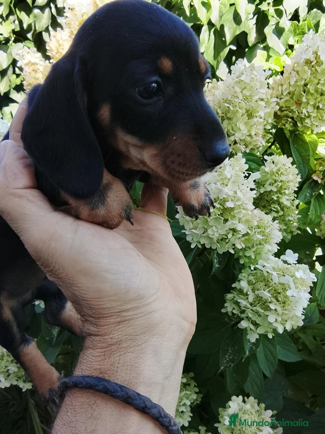 Teckel Miniatura perros en venta: Teckel miniatura  - Anuncio 2