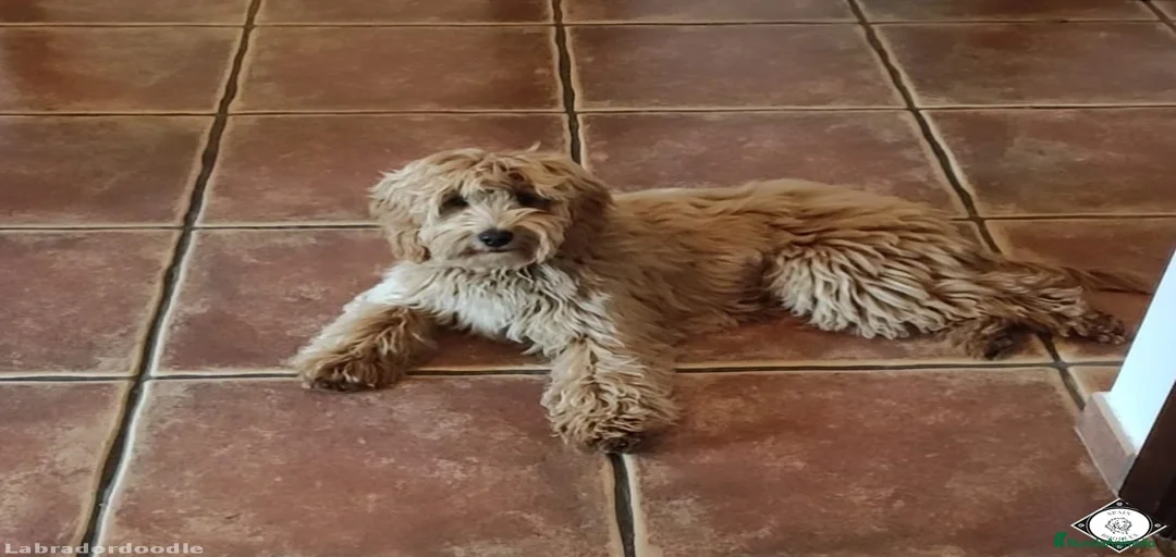 Imagen de galería {{count}}