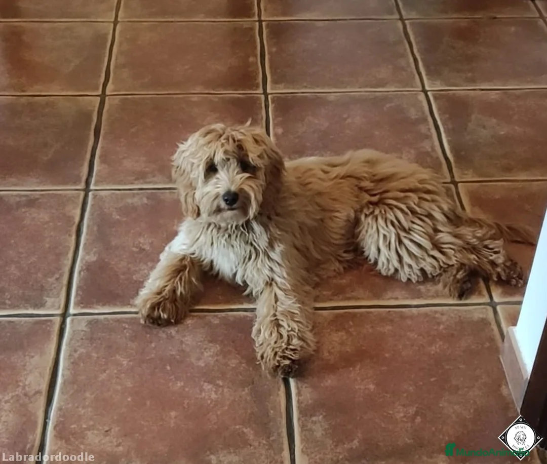 Imagen de galería {{count}}