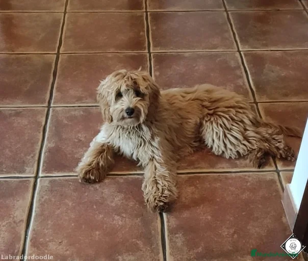 Imagen de galería {{count}}