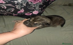Raza Mixta perros en venta: Cachorros de sharpei con husky Siberiano  - Imagen 6