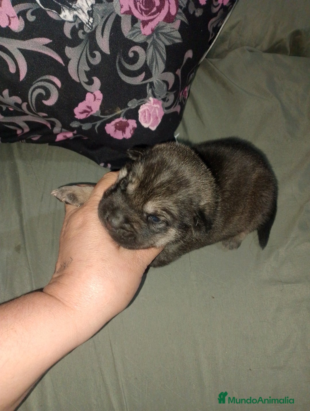 Raza Mixta perros en venta: Cachorros de sharpei con husky Siberiano  - Imagen 6