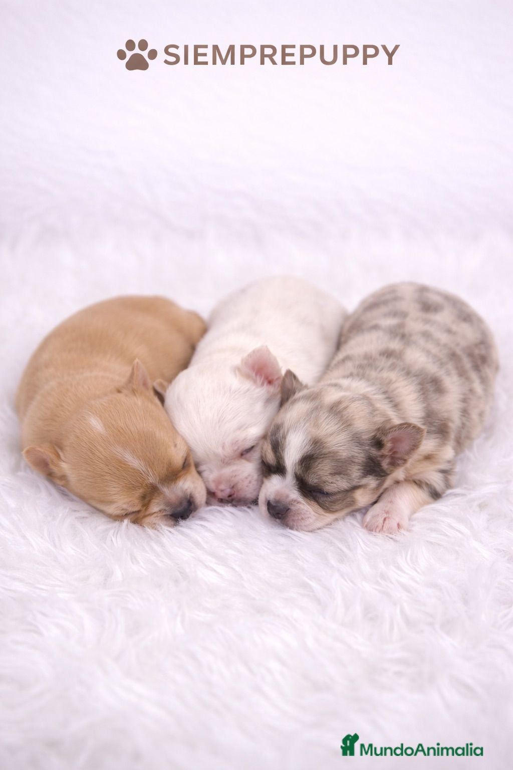 Chihuahua perros CHIHUAHUA HEMBRAS TOY - Anuncio 2