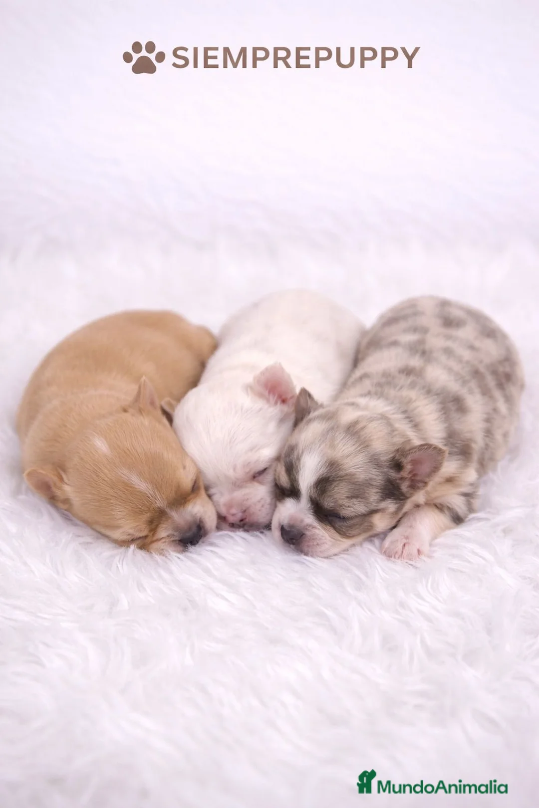 Chihuahua perros en venta: CHIHUAHUA HEMBRAS TOY - Anuncio 1