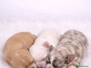 Chihuahua perros CHIHUAHUA HEMBRAS TOY - Anuncio 2