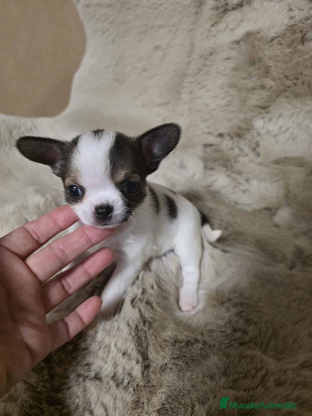 Chihuahua perros en venta: Macho chihuahua toy  - Anuncio 2