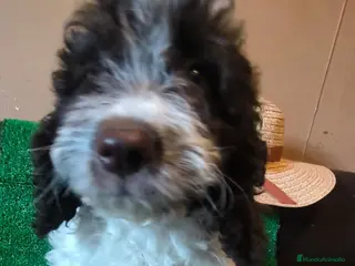 Perro de Agua Español perros Cachorros perro de agua - Anuncio 1