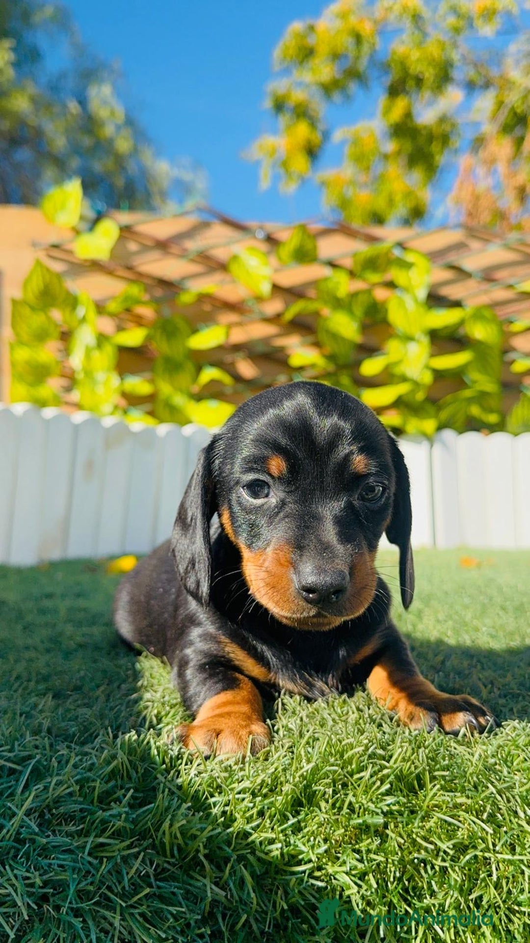 Teckel Miniatura perros en venta: TECKEL MINIATURA  - Anuncio 3