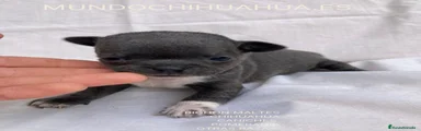 Chihuahua 6