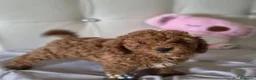 Caniche Toy perros en venta: Caniche toy - Anuncio 8
