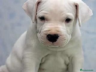 Dogo Argentino perros DOGO ARGENTINO CACHORROS - Anuncio 5