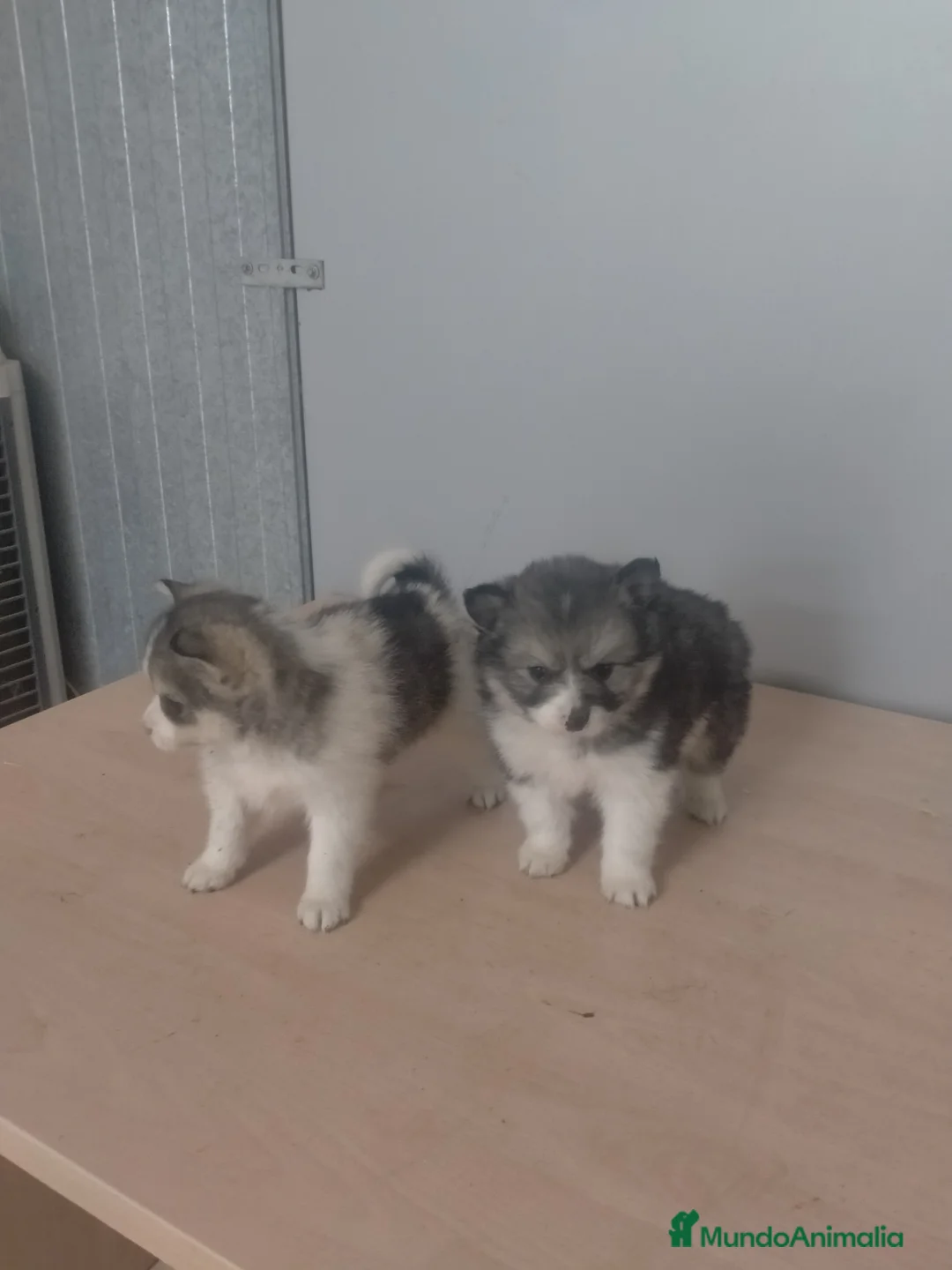 Pomsky perros en venta: Cachorritos de pomskys toys - Anuncio 2