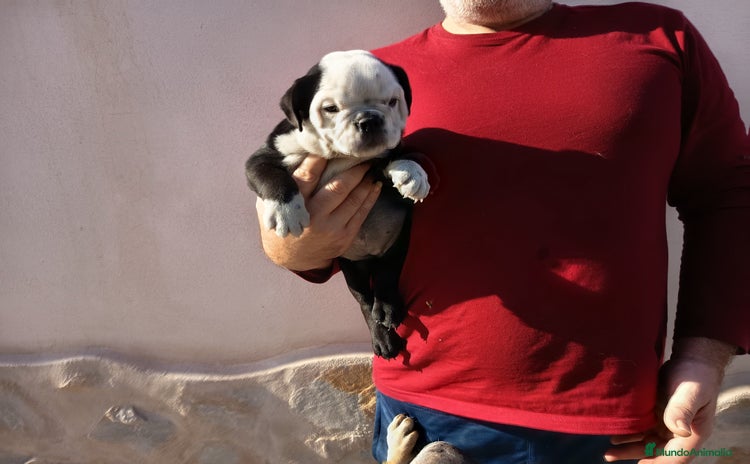 Bulldog Inglés perros - Anuncio 4