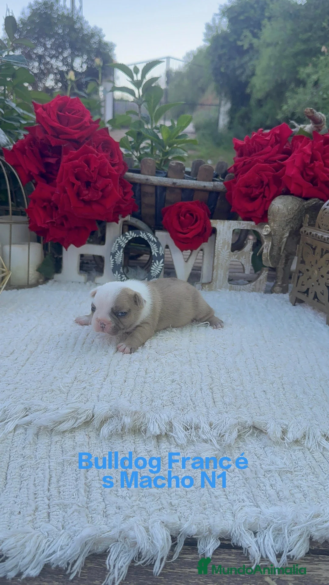 Bulldog Francés perros en venta: Bulldog francés exóticos merles preciosos  - Anuncio 2