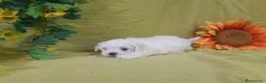 Bichón Maltés Cachorro 11