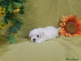 Bichón Maltés Cachorro 11