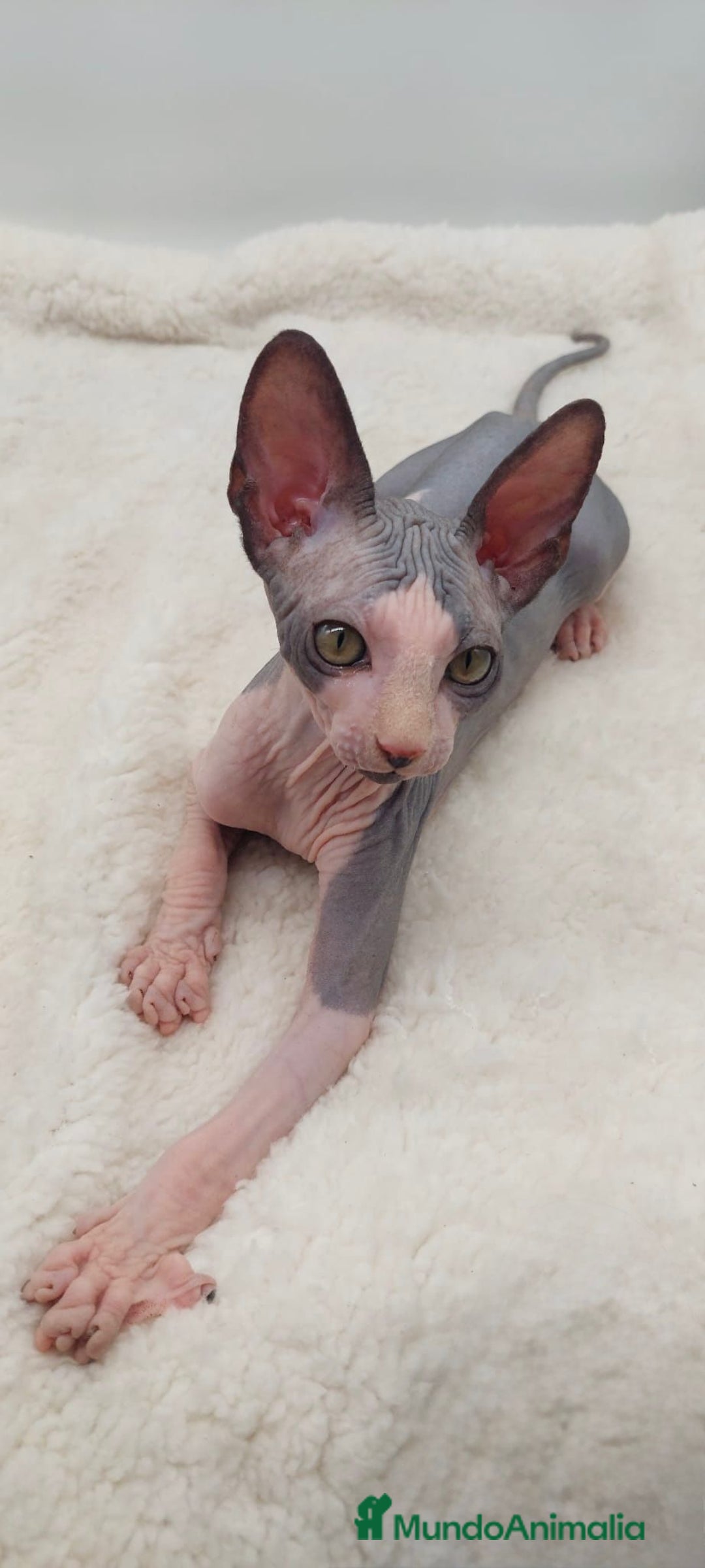 Sphynx gatos en venta: Machito bicolor  - Anuncio 3