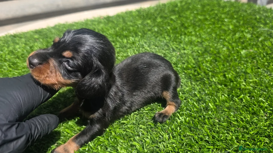 Teckel Miniatura perros en venta: Teckel kaninchen negros fuego  - Anuncio 3