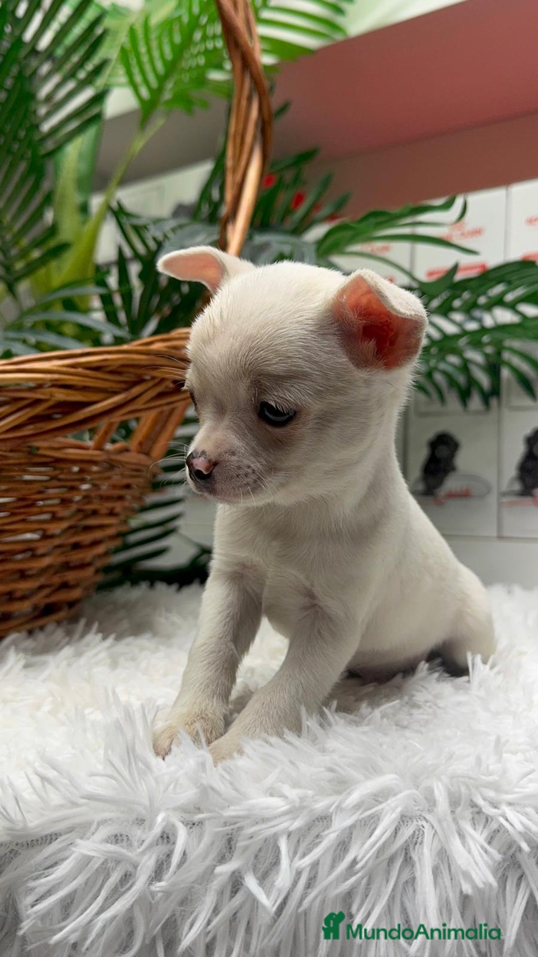 Chihuahua perros en venta: CHIHUAHUA MACHO - Anuncio 20
