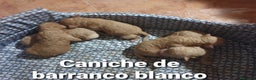 Raza Mixta perros en venta: Caniches madre apricot padre rojo - Anuncio 2