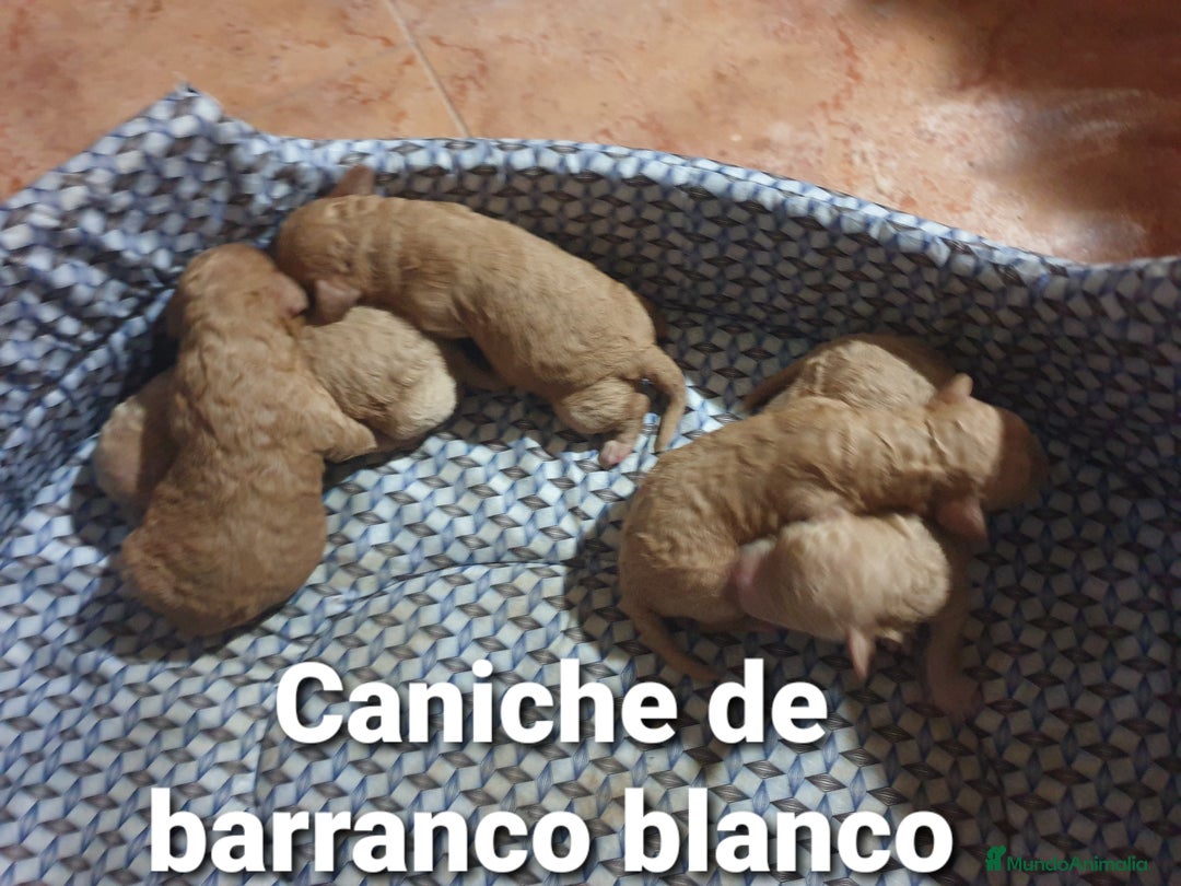 Raza Mixta perros en venta: Caniches madre apricot padre rojo - Anuncio 2