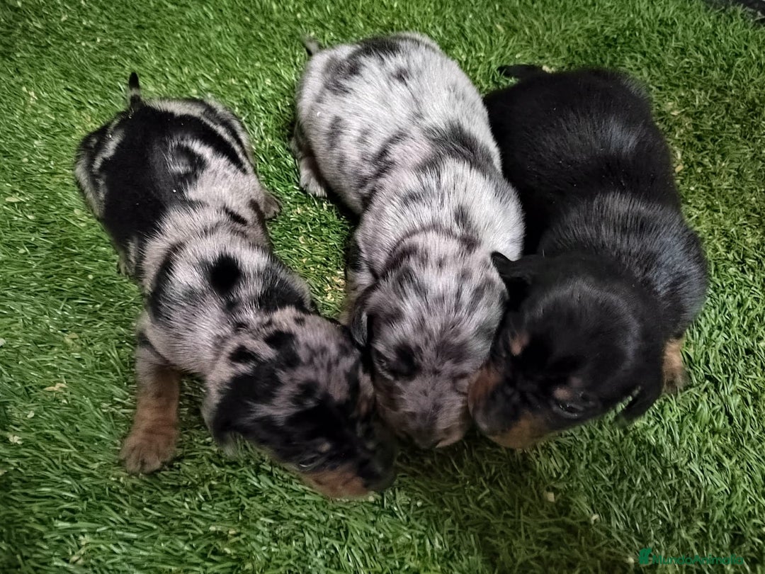 Teckel Miniatura perros en venta: Camada de Teckel Arlequin Miniatura - Anuncio 2